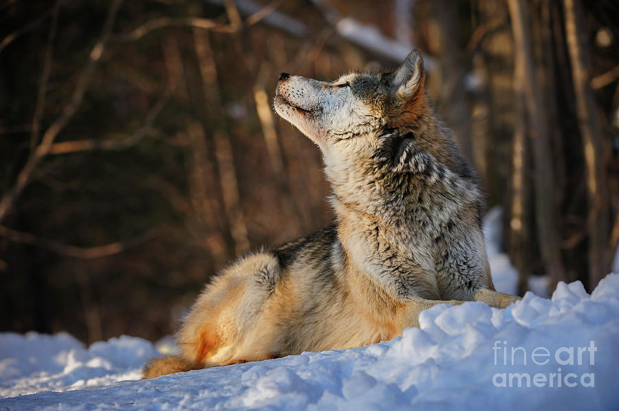 Winter Wolf Gaze to Above Photograph by Mark Graf