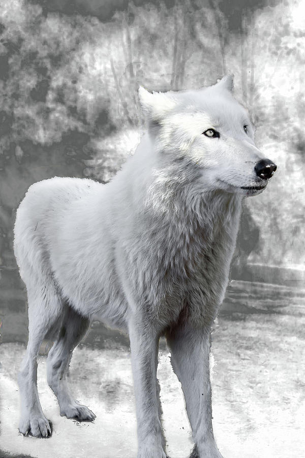 Winter Wolf Photograph by Jeannee C Gannuch