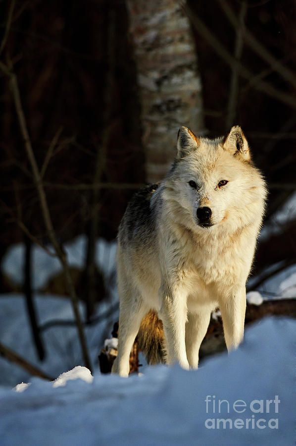 Winter Wolf on Watch Photograph by Mark Graf