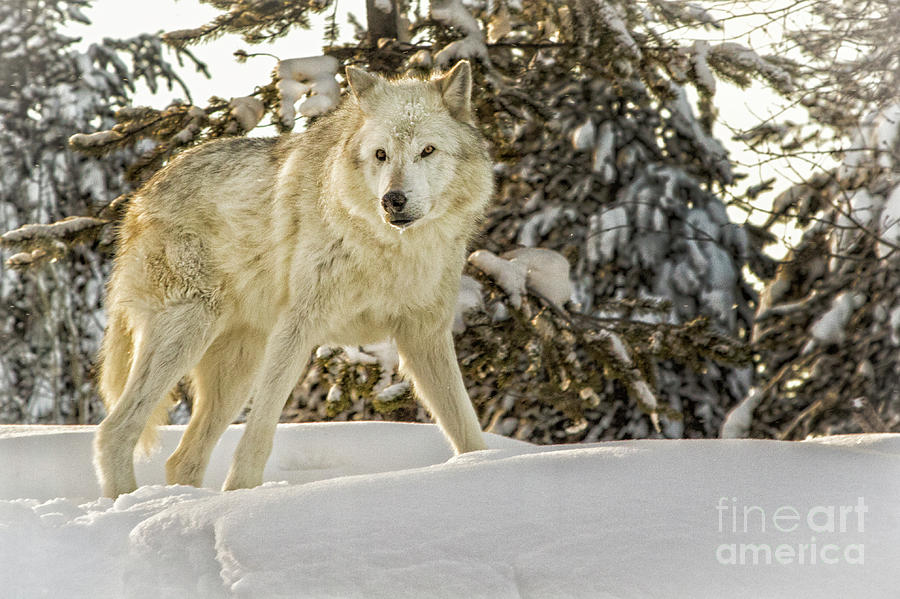 Winter Wolf Photograph by Sonya Lang