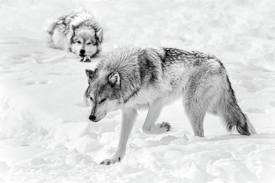 Winter Wolves BW Photograph by Athena Mckinzie Fine Art Amer