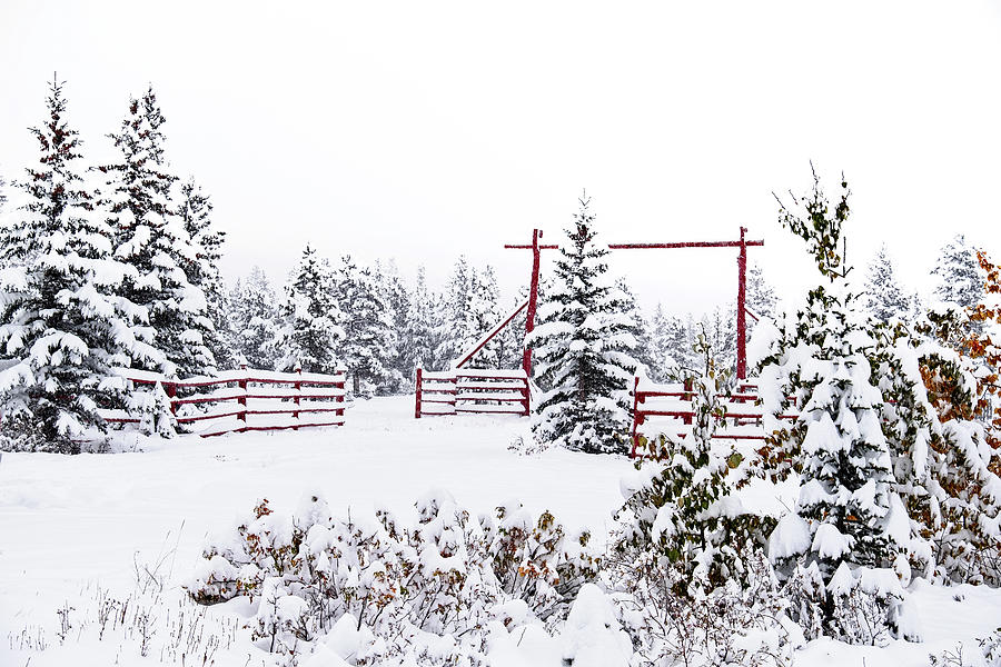 Winter Wonderland Photograph by Catherine Reading