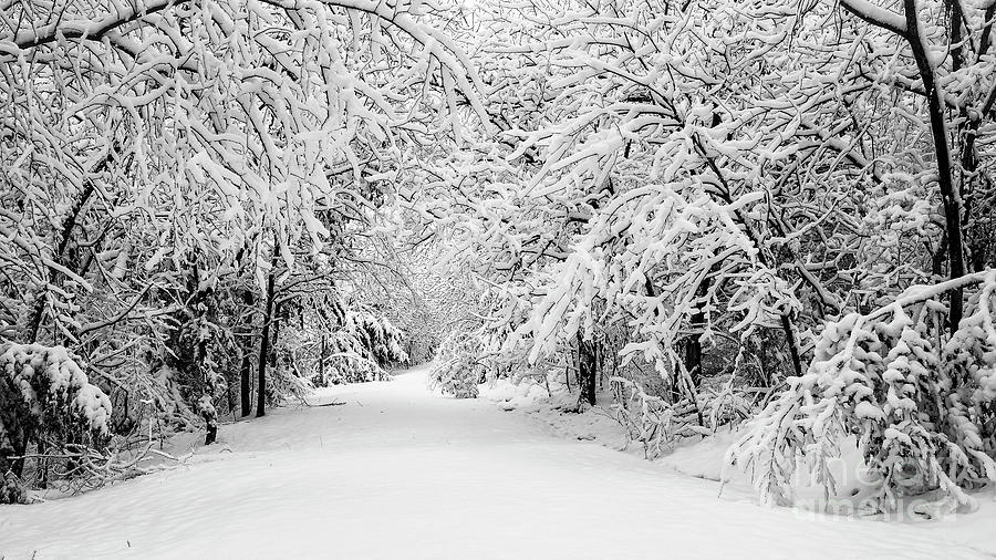 Winter Wonderland Photograph by Dennis Hedberg