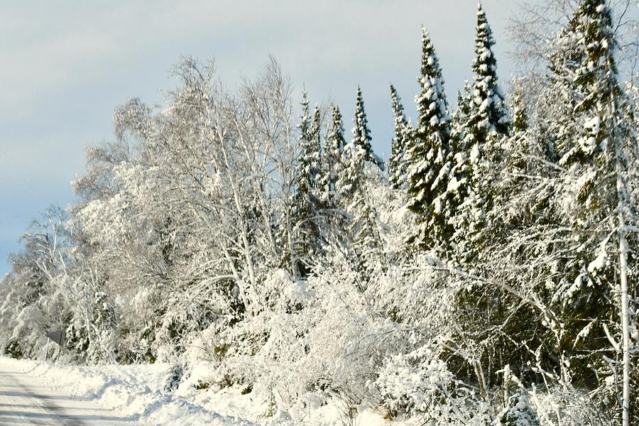 Winter Wonderland Photograph by Hella Buchheim