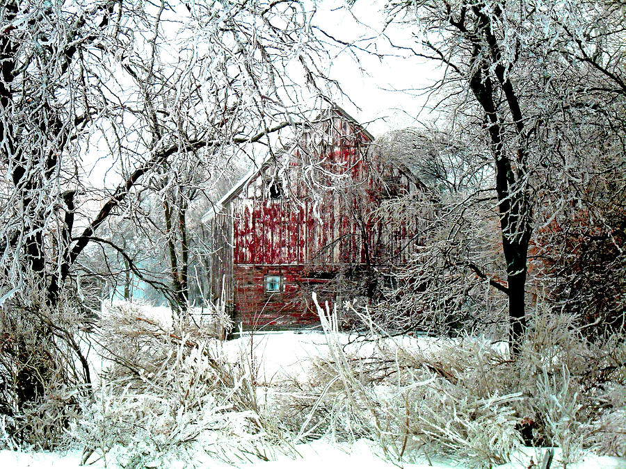 Winter Wonderland Photograph by Julie Hamilton