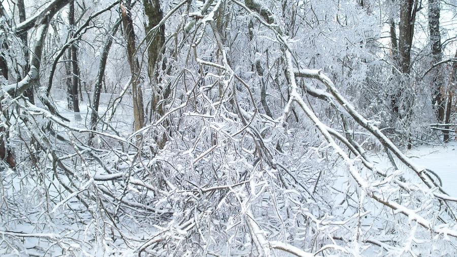 Winter Photograph - Winter Wonderland by Kelly Council Winter Photograph - Winter Wonderland by Kelly Council