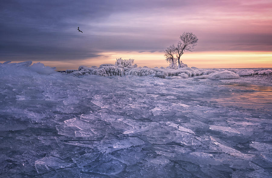 Winter Wonderland Photograph by Larry Deng