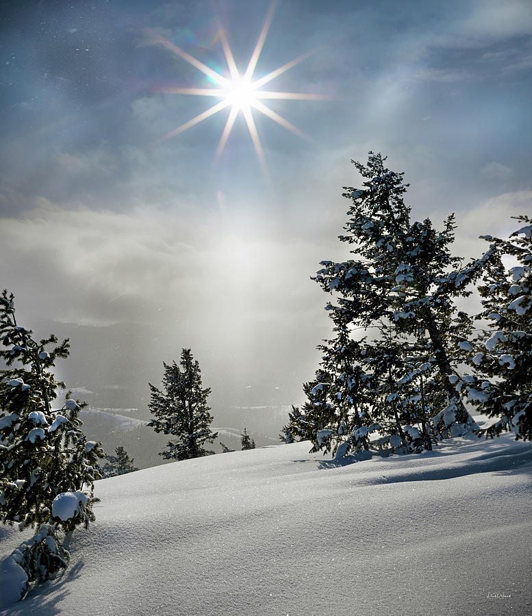 Winter Wonderland Photograph by Leland D Howard