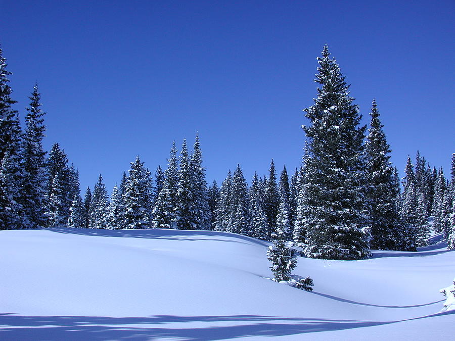 Winter Wonderland Photograph by Mtnsnail