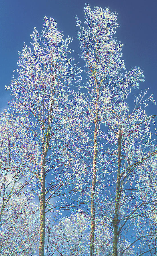 Winter Wonderland Photograph by Phil Jensen