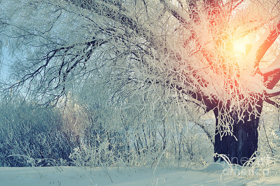 Forest Photograph - Winter Wonderland Picturesque Landscape by Marina Zezelina