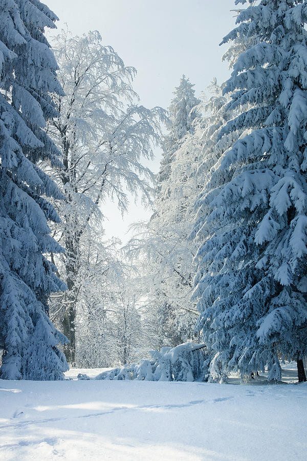 Winter Wonderland Photograph by Tobias Gaulke