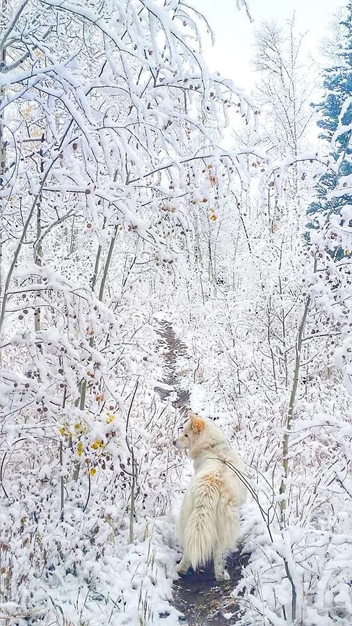 Winter Wonderland With Layla Photograph
