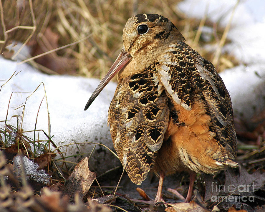 Winter American Woodcock Profile Photograph by Timothy Flanigan - Fine ...