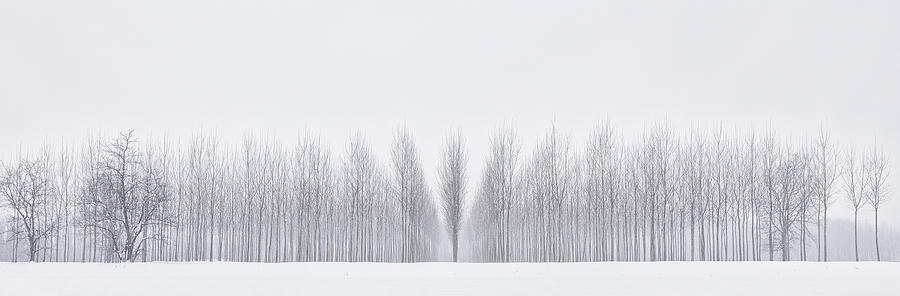 Winter Woodland Photograph by Fiorenzo Carozzi