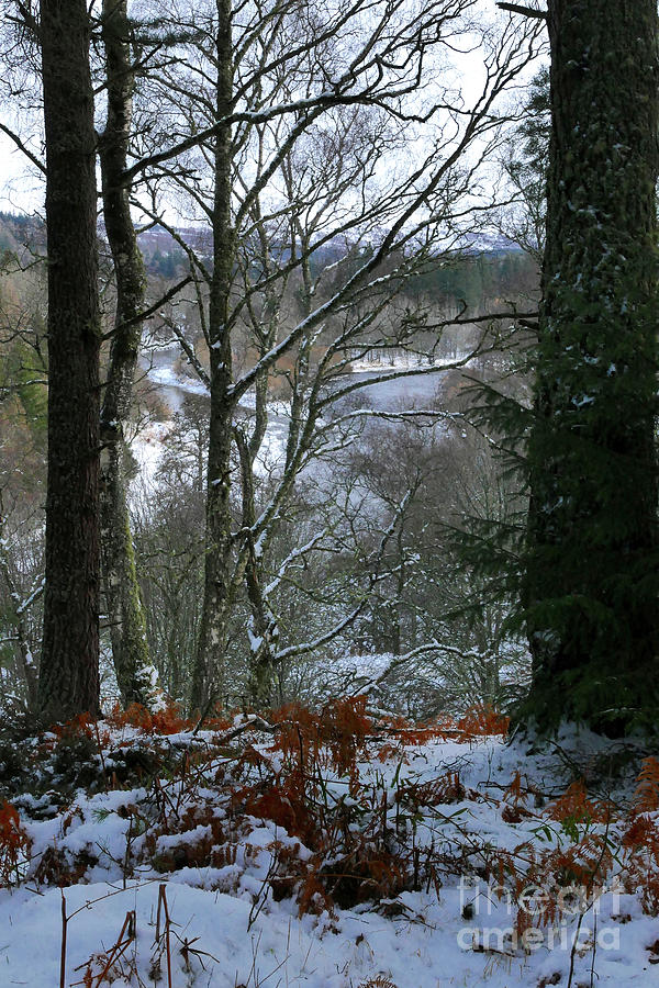 Winter Woodland View Photograph by Phil Banks