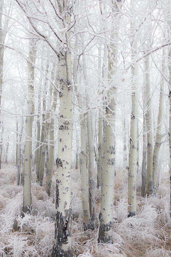 Winter Photograph - Winter Woods 04 by Phil And Karen Rispin