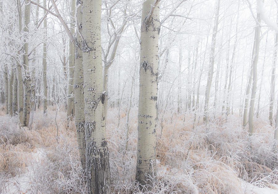 Winter Photograph - Winter Woods 05 by Phil And Karen Rispin