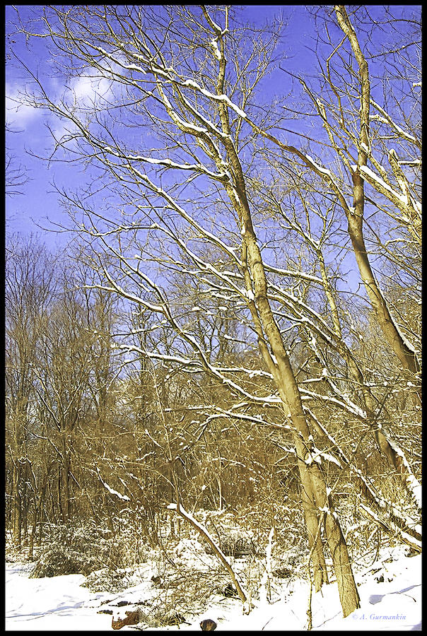 Winter Woods in Snow Photograph by A Macarthur Gurmankin