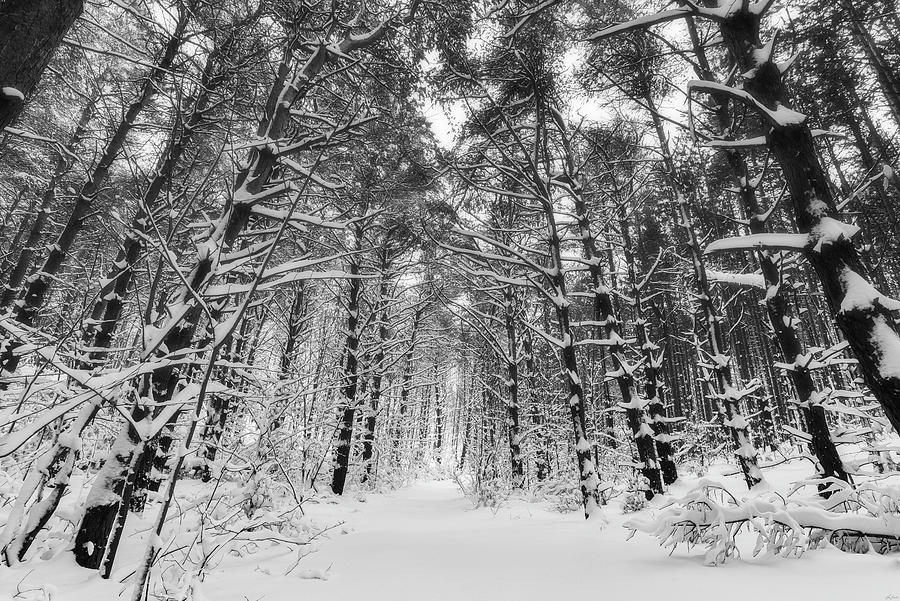 Winter Woods Photograph by Owen Weber