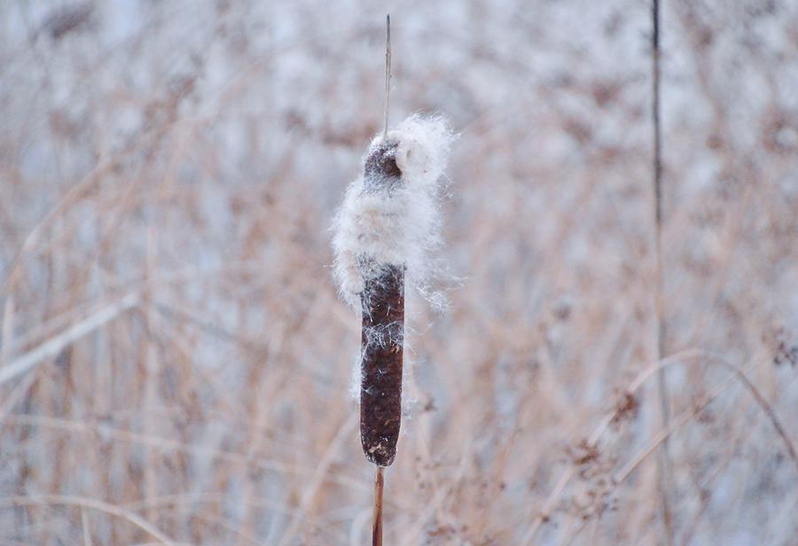 Winter Wrap Photograph by Deborah Hochhauser | Fine Art America