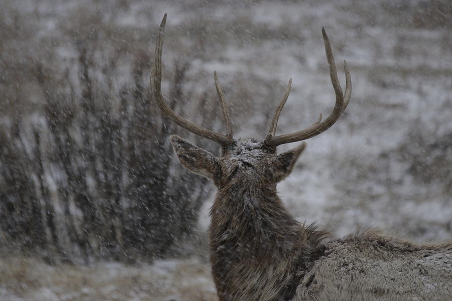 Winter Yellowstone Elk Photograph by C Ribet
