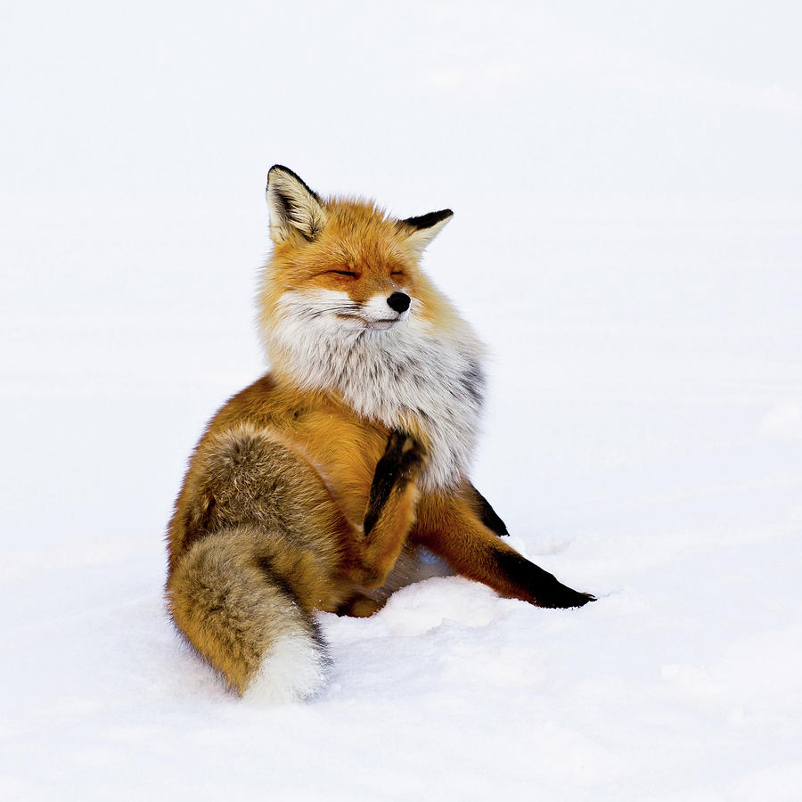 Animal Photograph - Winterfox by Pia Lindstrm