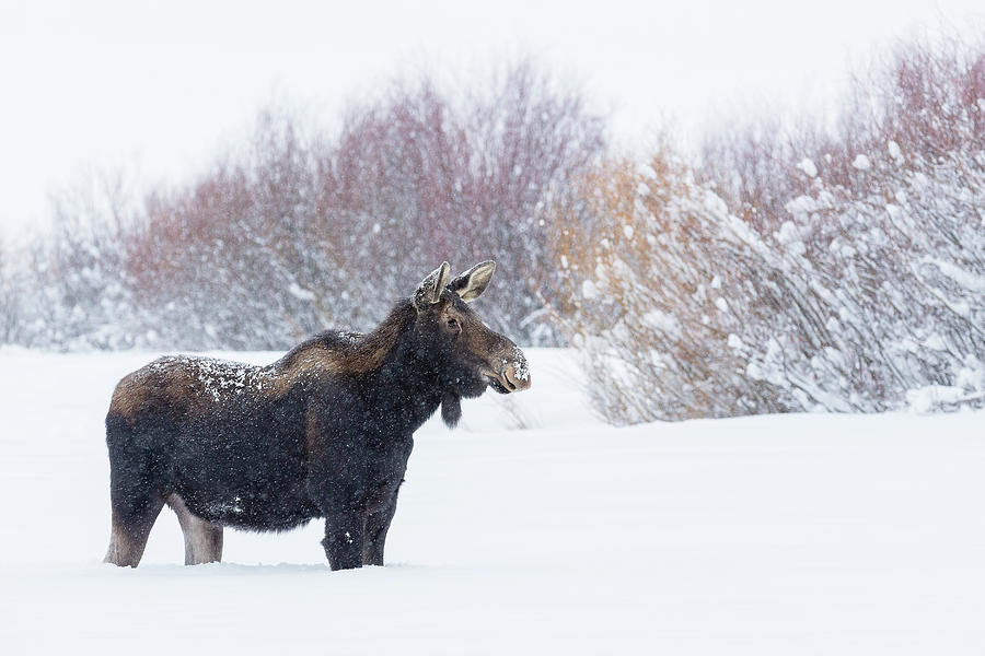 Wintering In Round Prairie Photograph by Ann Skelton