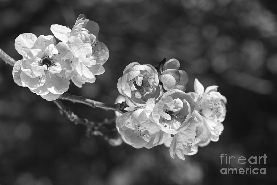 Winters Day Prunus Blossom Photograph by Joy Watson