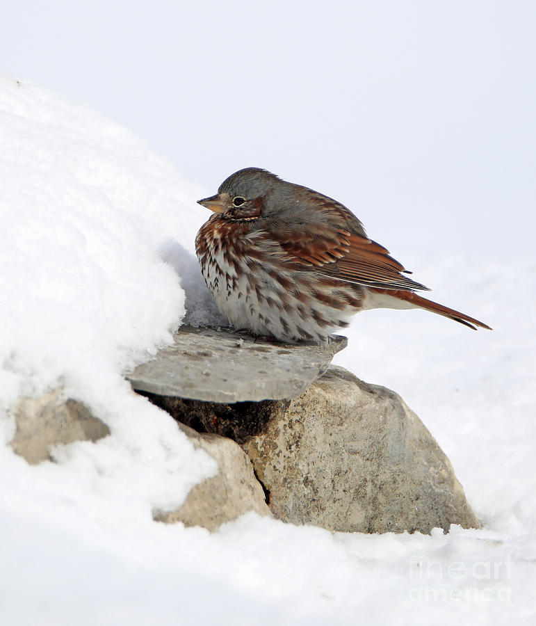 Winters Fox Sparrow  Photograph by Elizabeth Winter