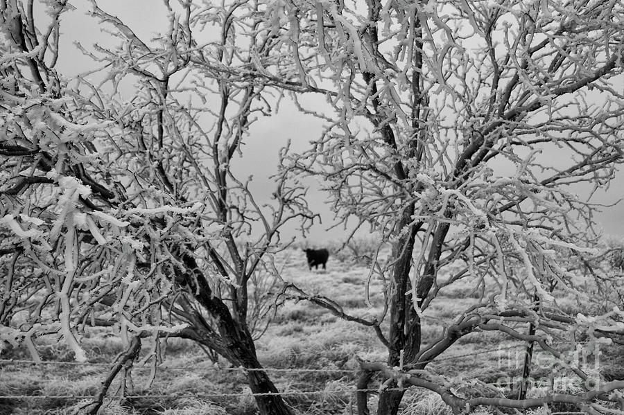 Winters Pasture Photograph by See It In Texas
