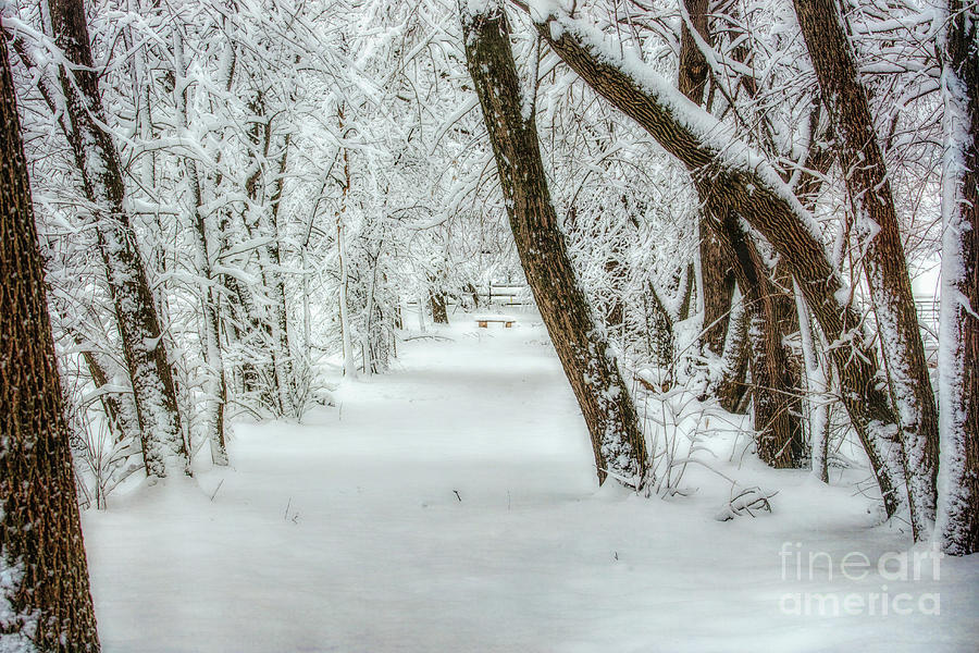 Winters Silence Photograph