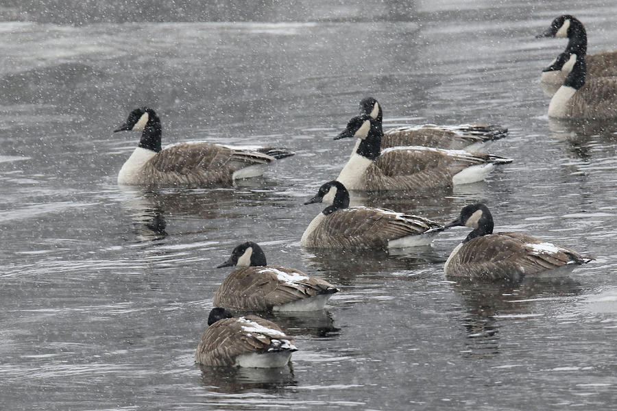 Wintertime Geese Photograph by Brook Burling