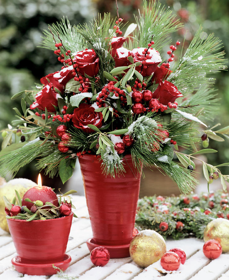 Wintry Arrangement Of Roses, White Pine And Holly Photograph by Friedrich Strauss