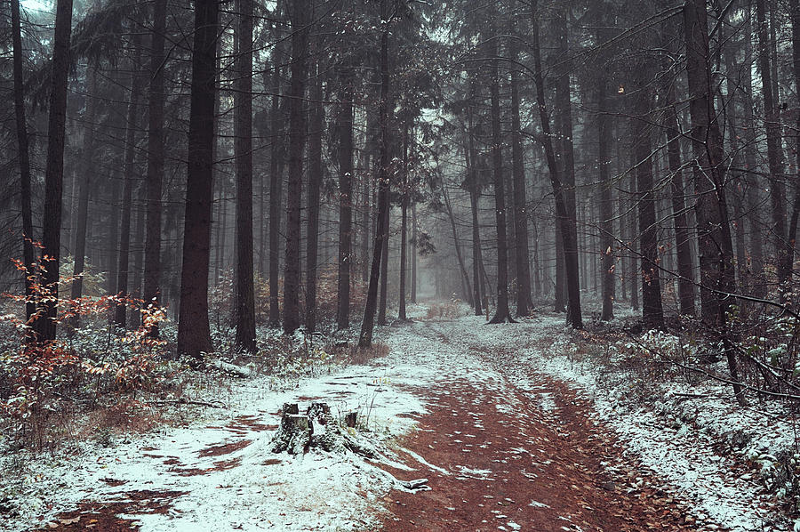 Wintry Autumn Woods Photograph