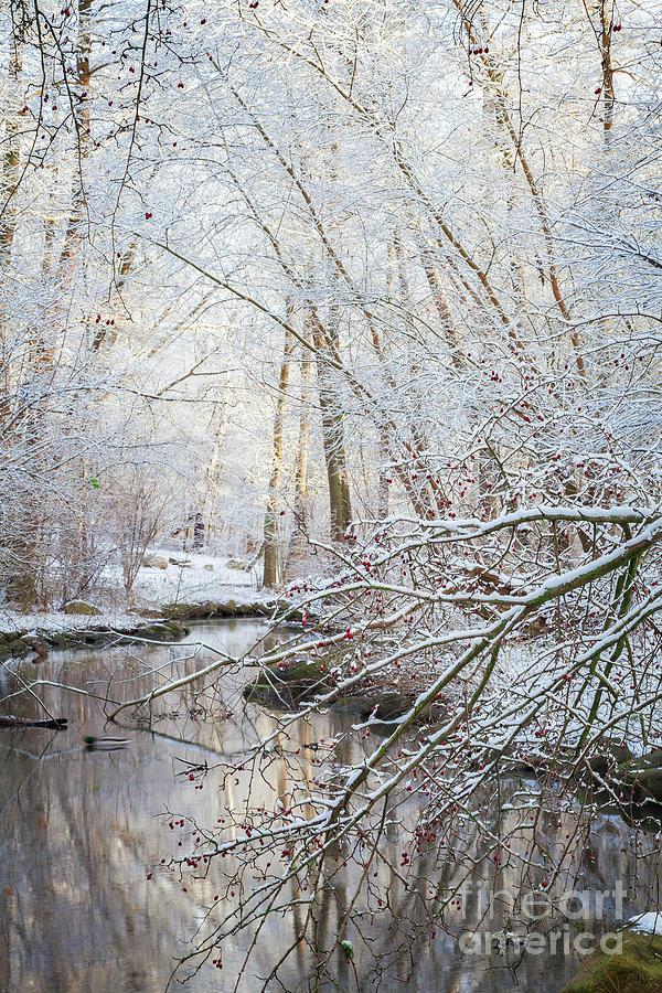 Wintry forest landscape Photograph by Sophie McAulay
