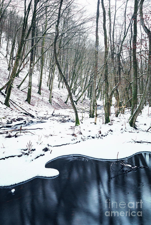Wintry forest scene Photograph by Sophie McAulay
