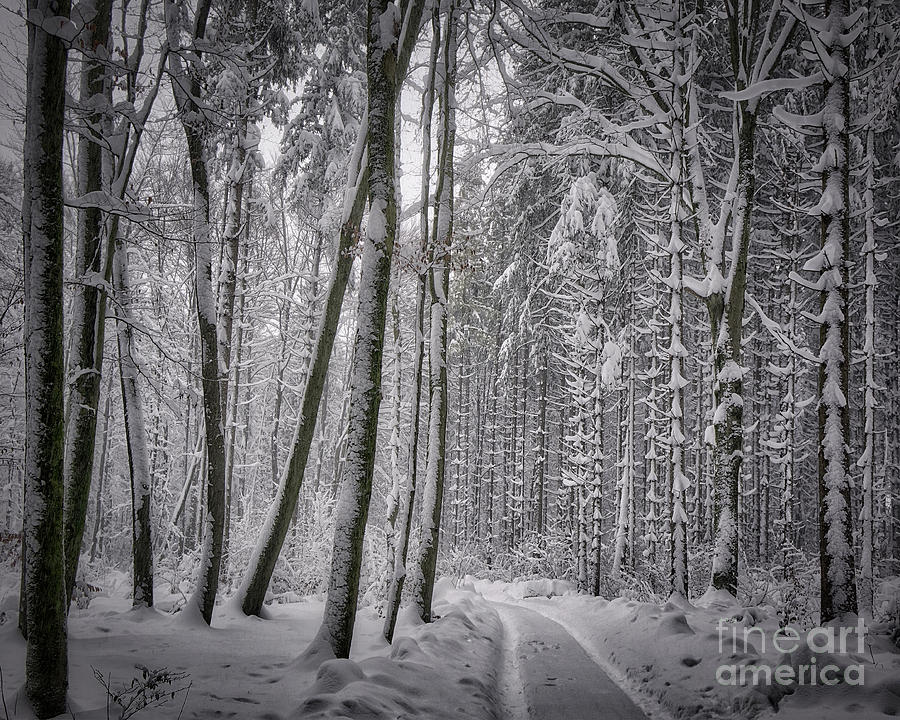 Wintry Forest Track Photograph by Edmund Nagele FRPS