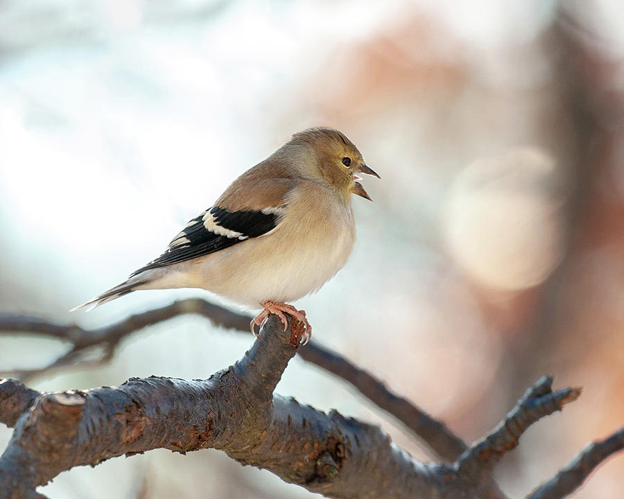 Wintry Goldfinch Song Photograph by Lara Ellis