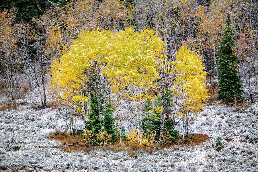 Wintry Patch of Fall by Michael Ash Wintry Patch of Fall by Michael Ash