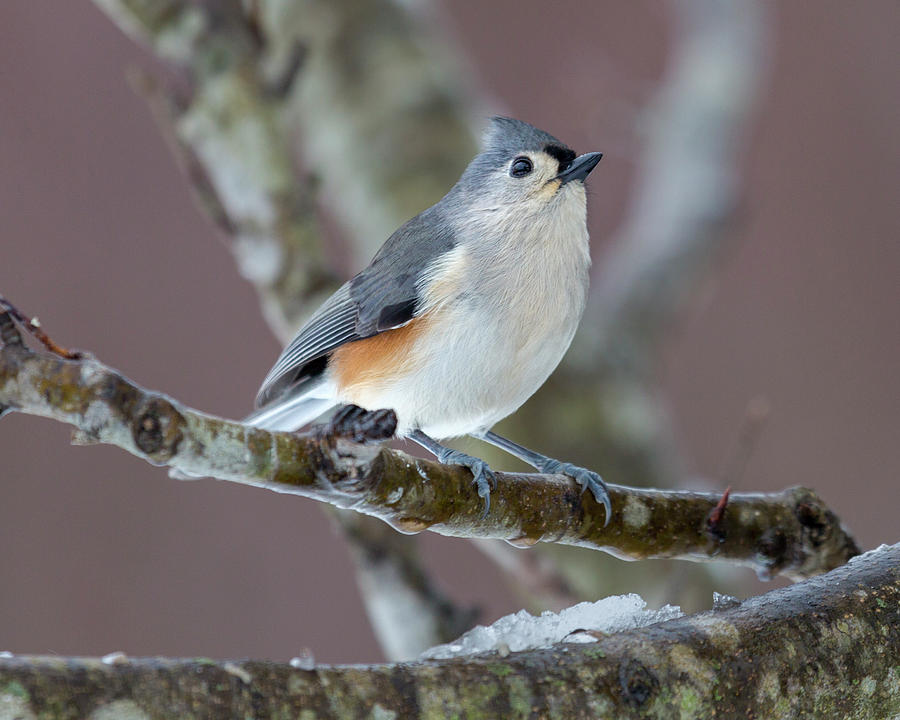Titmouse Photograph - Wintry Virginia Titmouse by Betsy Knapp Titmouse Photograph - Wintry Virginia Titmouse by Betsy Knapp