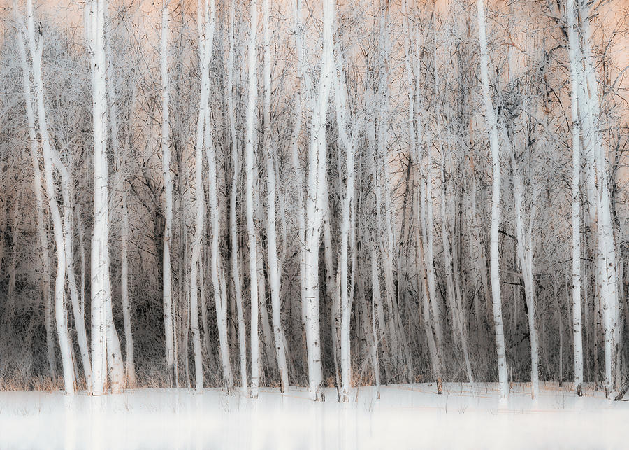 Abstract Photograph - Wintry  Vision by Lucie Gagnon