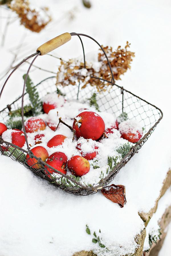 Wire Basket Of Apples In Snow Photograph by Alexandra Panella