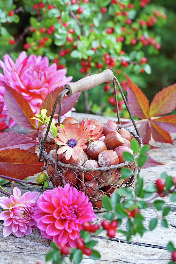 Wire Basket Of Hazelnuts And Cape Daisies Surrounded By Dahlias On Wooden Table Photograph by Angelica Linnhoff