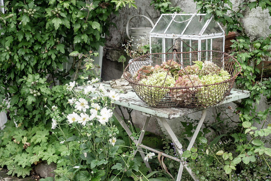 Wire Basket Of Hydrangeas On Shabby-chic Garden Table Photograph by Gudrun Itt