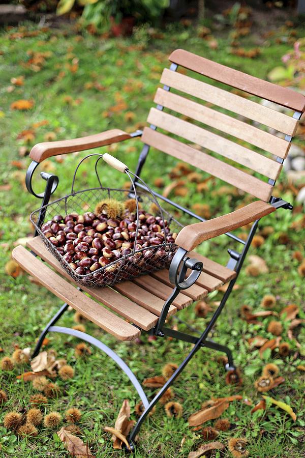 Wire Basket Of Sweet Chestnuts On Garden Chair Photograph by Alexandra Panella