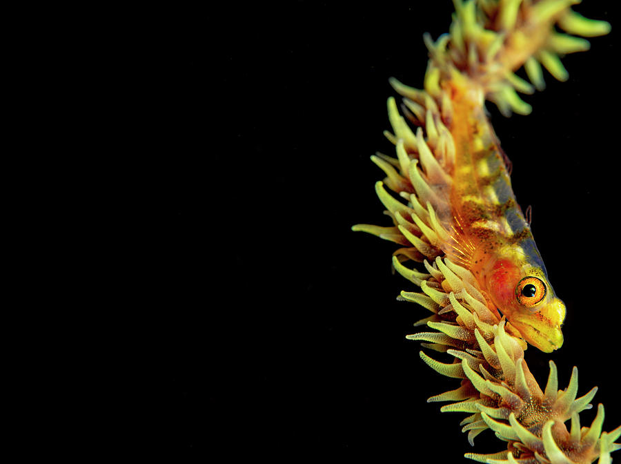 Wire-coral Goby  Bryaninops Yongei Photograph by Dave Fleetham