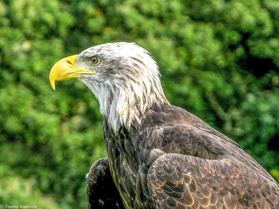 Wisconsin Bald Eagle Photograph