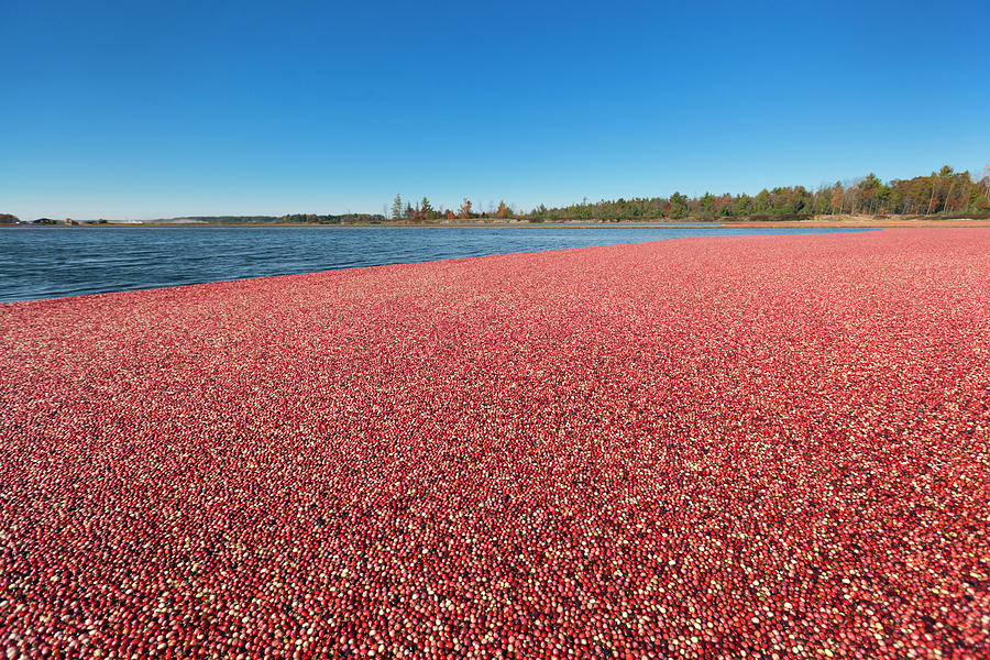 Nature Photograph - Wisconsin Cranberry Bog Field During by Yinyang