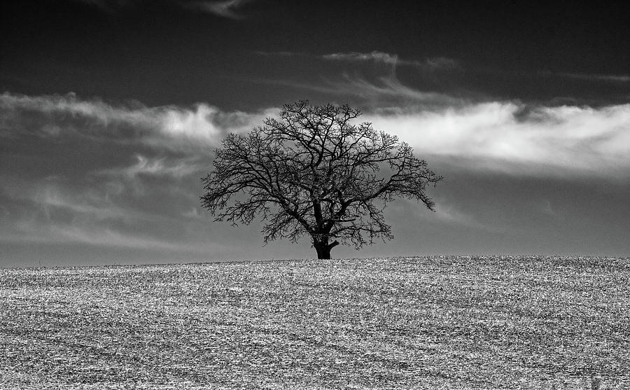 Wisconsin Sentinel - Lonely tree atop a Wisconsin hilltop Photograph by Peter Herman